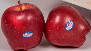 Μήλα ZAGORIN:  Ανανεώνουν το ραντεβού με τους καταναλωτές για τον επόμενο Σεπτέμβριο 